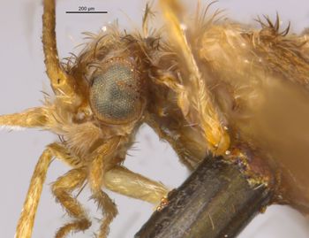 Media type: image;   Entomology 10909 Aspect: head lateral view